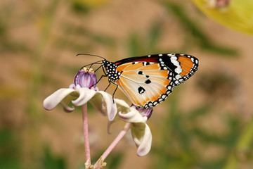 Beautiful butterfly and flowers in the gardens 