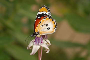 Beautiful butterfly and flowers in the gardens 