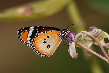 Fototapeta premium Beautiful butterfly and flowers in the gardens 