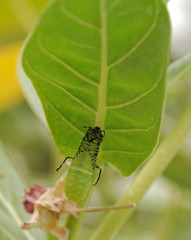 butterfly larva crawling into the pupa
