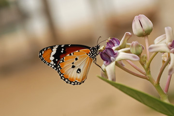 Fototapeta na wymiar Beautiful butterfly and flowers in the gardens 
