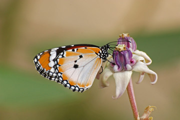 Fototapeta na wymiar Beautiful butterfly and flowers in the gardens 