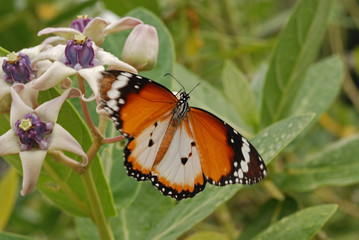 Beautiful butterfly and flowers in the gardens 