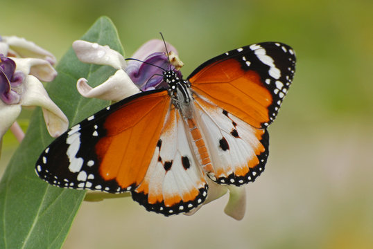 Beautiful butterfly and flowers in the gardens 