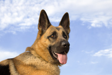 Shepherd 1