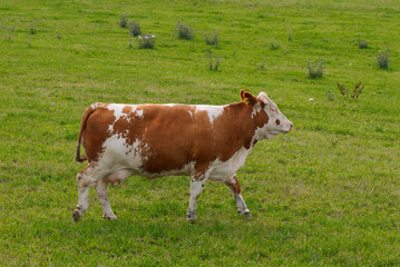Fototapeta na wymiar Zdjęcie z hodowli krów na łące.