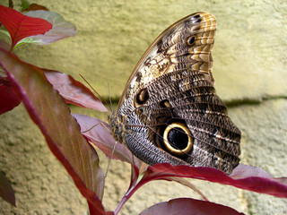 Buterfly on a leaf
