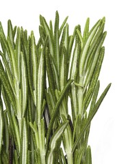 Rosemary Sprigs