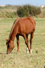 Fototapeta premium cheval alezan broutant dans les marais