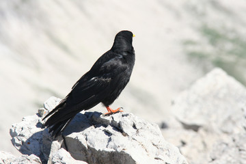 Vogel von hinten im Gebirge – Freiheit