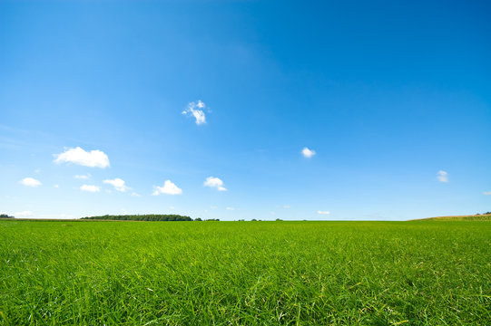 fresh green grass with bright blue sky