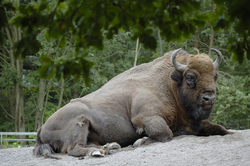 Fototapeta premium Bison