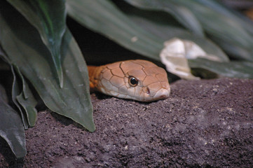 Fototapeta premium Live Snake