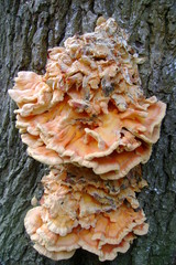 champignon langue de boeuf