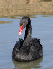 Fototapeta premium black swan