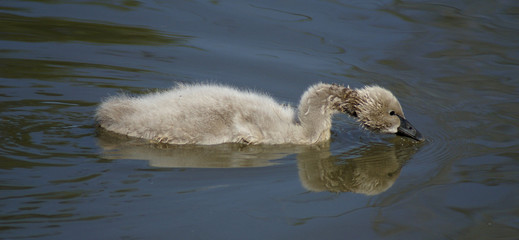 a black swan chick