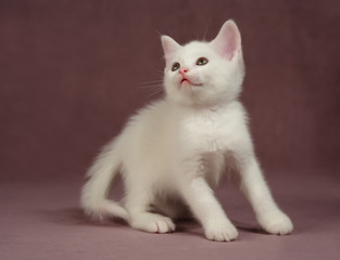 Fototapeta na wymiar White Kitten