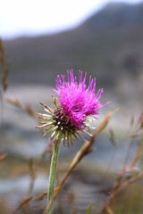 alpenblume