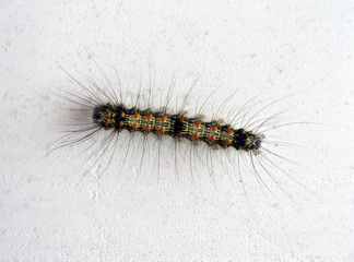 chenille