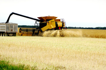 Cutting and transferring winter wheat