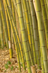 Fototapeta premium Bamboo