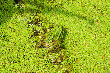 Frosch in seinem Element