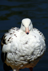an australian goose