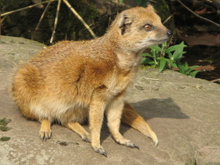 chien de prairie