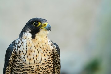 Peregrine - uncommon  - precious - rare predator
