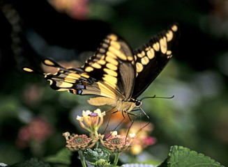 Swallowtail butterfly