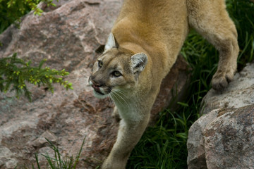 Fototapeta premium Puma