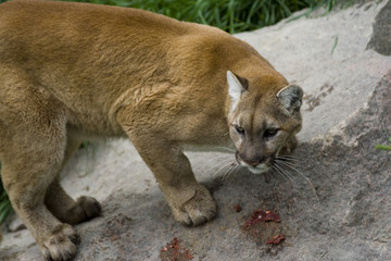 Puma © Stefano Gruppo