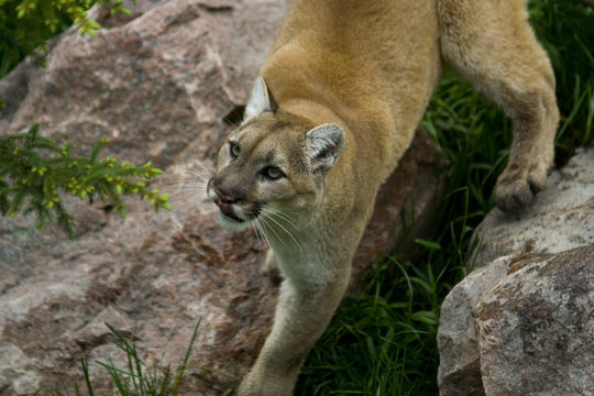 Puma