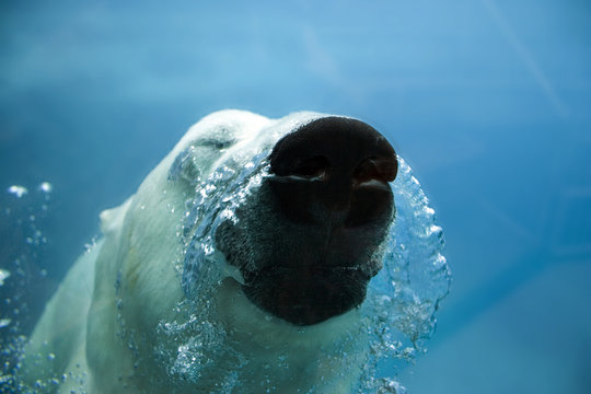 Orso Polare