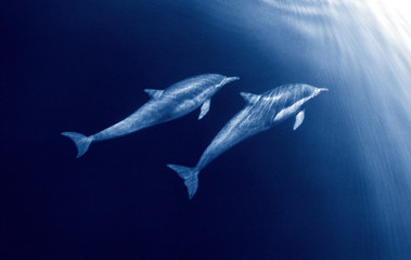 Dolphin Duo - 4080169