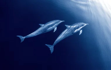 Aluminium Prints Dolphin Dolphin Duo
