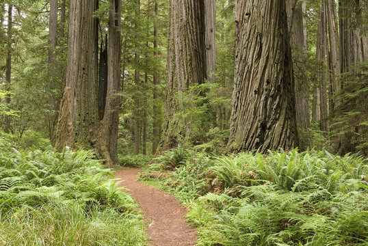Redwood trees with hiking trail.