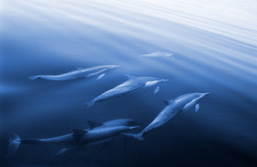 Schwimmende Delfine