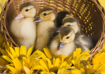 Small ducks in a basket