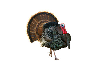 Turkey Tom strutting his stuff © Jeffrey Banke
