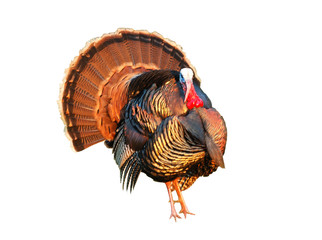 Turkey tom strutting