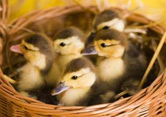 Small ducks in a basket