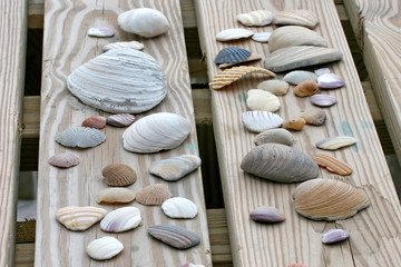 Sea Shells