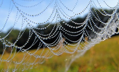 spinnennetz