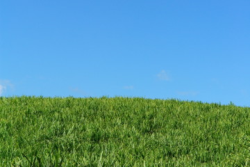 espace vierge : champs de canne et ciel bleu