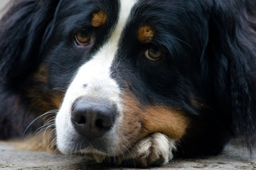 Bernese Mountain dog