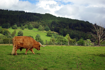 Cow grazing