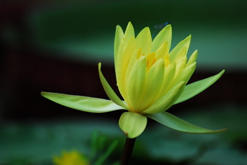 Seerose vom Libelle heimgesucht