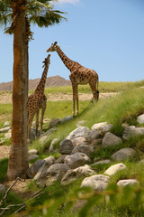 Obraz premium Giraffe 2