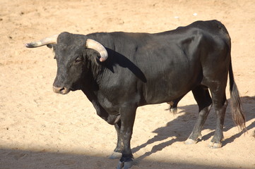 Toro en la arena